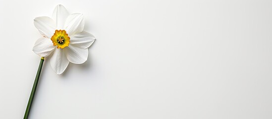 Obraz premium Narcissus flower on a white backdrop in a conceptual design with a copy space image