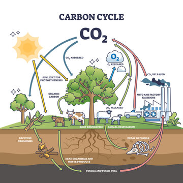 Carbon dioxide cycle with CO2 emission exchange in nature outline diagram, transparent background. Labeled educational scheme with transportation, factory emissions.