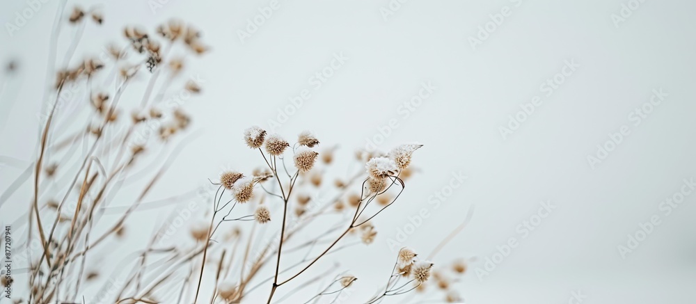 Poster blurry dry plant and grass on white snow in winter create an abstract natural background ideal for a