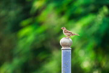 Tree Sparrow common bird are perching on metal fence