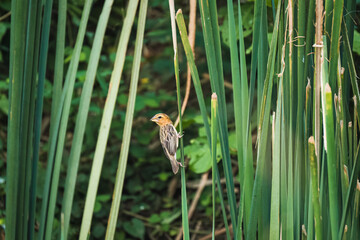 Asian Golden Weaver female fauna bird perched on green reed stalk near its nest
