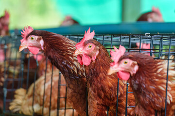 Chicken poultry farming for meat and eggs production in coop