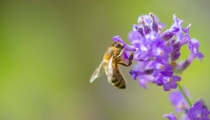 close-up of a bee collecting pollen in a lavender flower on green background