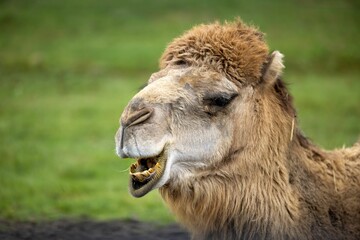 Close-up of a camel's head with a green blurred background