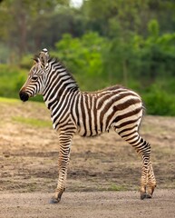 Naklejka premium Young zebra standing in a natural outdoor setting with green foliage in the background