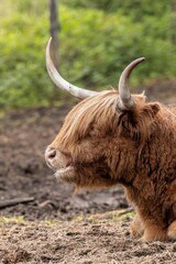 Highland cow with long horns resting on the ground in a natural setting.