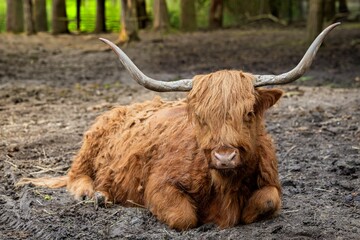 Highland cow with long horns and shaggy brown coat lying on muddy ground in a forest setting.