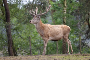 Majestic deer with large antlers standing in a forest surrounded by trees