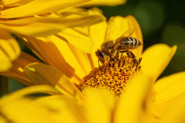 Honey bee on heliopsis flower. Place for text.