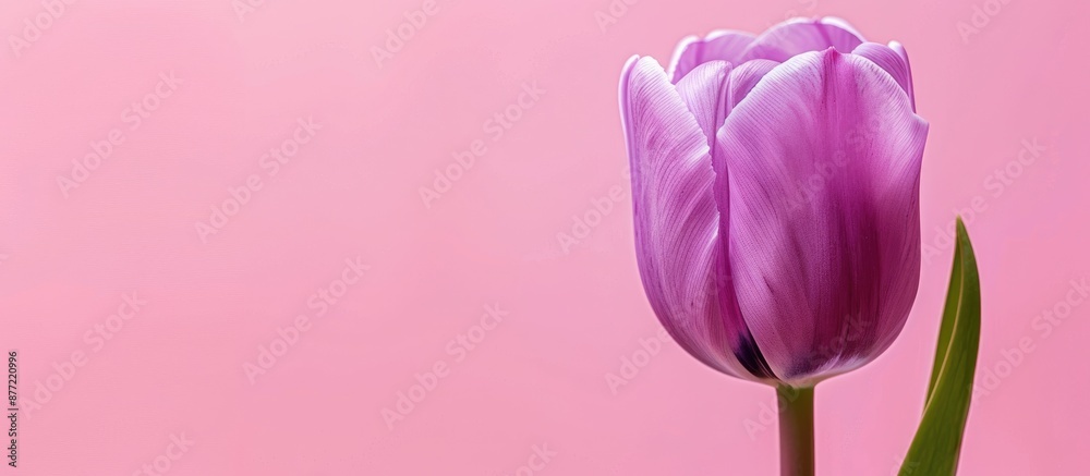 Poster vibrant purple tulip set against a soft pink backdrop with ample copy space image