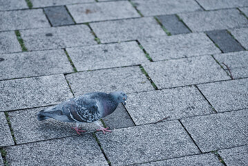 下を向いて歩く鳩