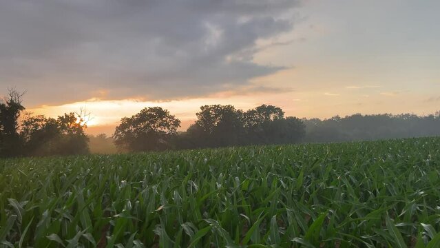 Storm Rolling In Over a Young Cornfield in the Midwest/Kentucky, Corn Farming