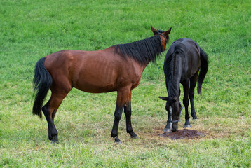 Obraz premium Stute mit Fohlen auf der Weide am Leckstein