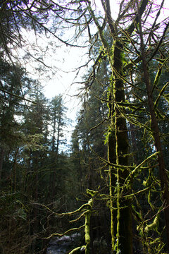 Old mossy trees in forest