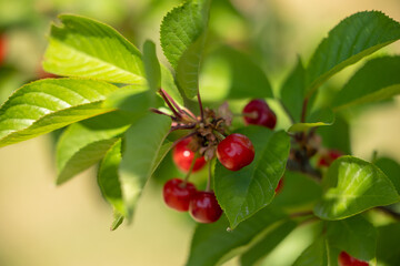 Close-up of red cherries on a branch