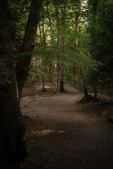 Obraz premium Foresta Umbra, Foggia, Puglia.