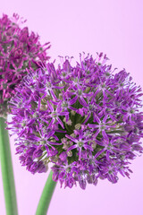 Obraz premium Allium giganteum purple flower isolated on white background. Violet garden plant bud. Two ball onions