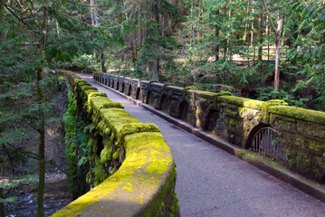 mossy bridge in the forest