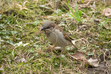 sparrow collecting dry grass