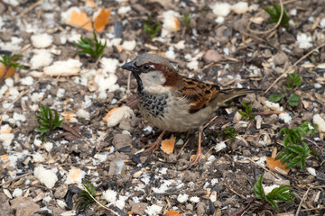 sparrow on the ground closeup