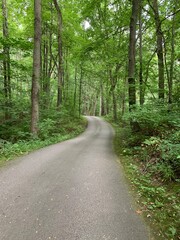 Trail in the woods