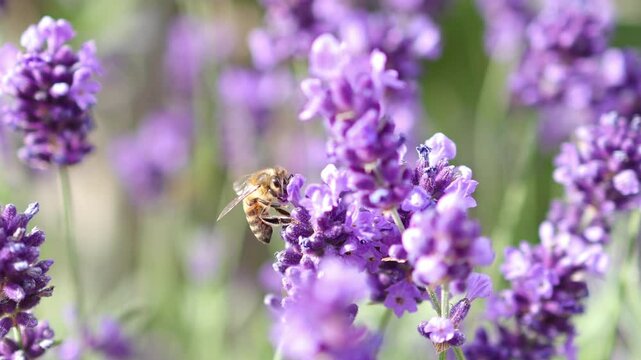 A bee flies between the lavender and collects nectar 
