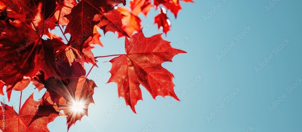 Fototapete Macro close up of radiant red maple leaves on a sunny autumn day against a clear blue sky with room for text in the image. with copy space image. Place for adding text or design