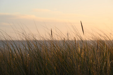 Caister Grasses.