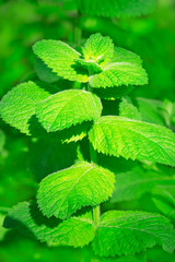Green mint leaves outdoors