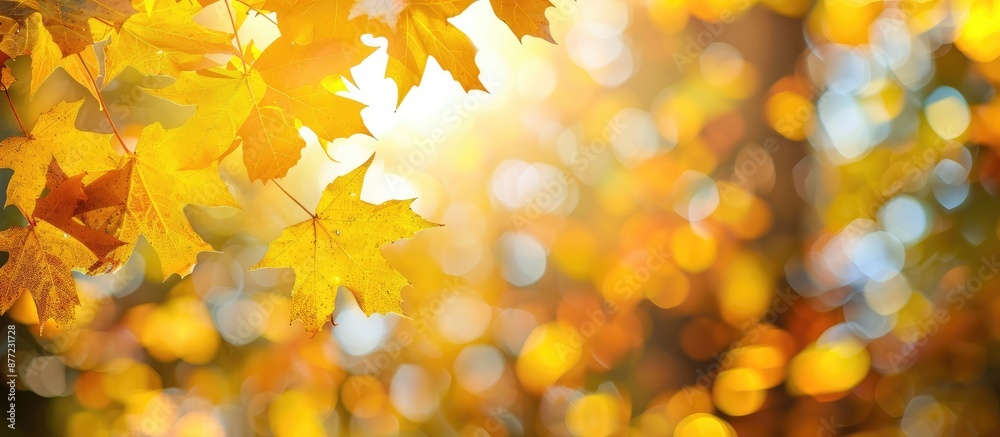 Poster copy space image with vibrant yellow maple leaves on a blurred autumn background