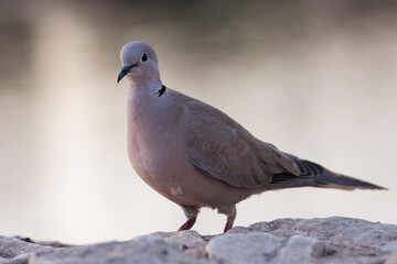 Fototapeta premium pigeon on the stone