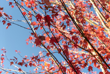 Close-up of the branches of an orange and reddish coloured palmatum maple tree in the middle of nature with the blue sky in the background.