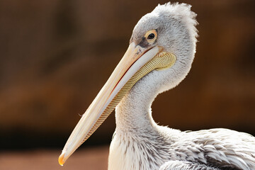 portrait of a pelican