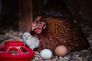 Mother Hen and new baby chick