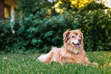 Happy Retriever Dog lying on the grass