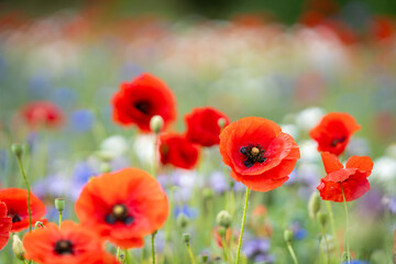 Poppies (papaver rhoeas) in a flower field. Red poppies starting to bloom in wildflower field....