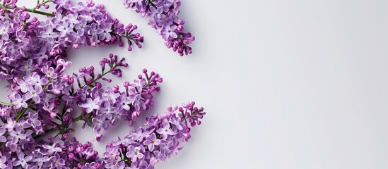 Beautiful flat lay greeting card with lilac flowers on a plain background perfect for Mother s Day Women s Day or birthday celebrations Includes copy space image