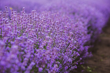 Field of lavender in the sunset light. Background with golden light. Purple lavender.