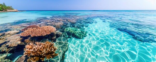 Marine reserve with protected coral reefs, wildlife protection initiatives, ocean conservation