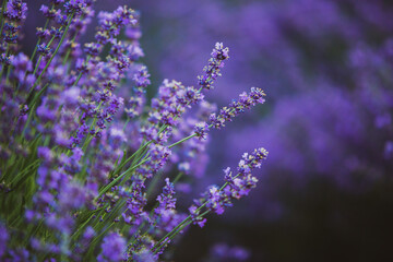 Field of lavender in the sunset light. Background with golden light. Purple lavender.