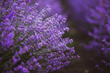 Field of lavender in the sunset light. Background with golden light. Purple lavender.