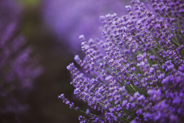 Field of lavender in the sunset light. Background with golden light. Purple lavender.