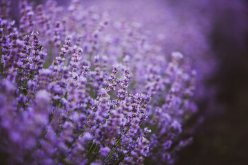 Field of lavender in the sunset light. Background with golden light. Purple lavender.