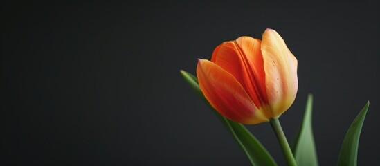 Naklejka premium Close up shot of a stunning tulip flower against a black backdrop with copy space image available