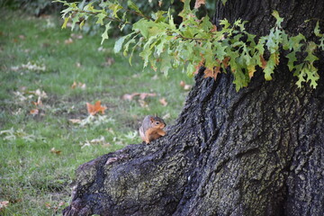 Squirrel on the tree