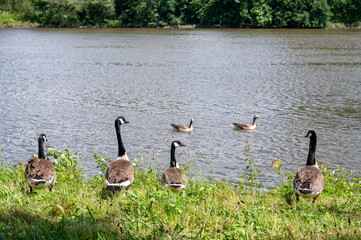 Some geese in nature on the river bank © Claudia Evans 