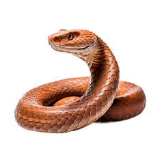 Fototapeta premium Copperhead png, Ai Generated