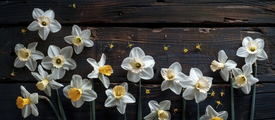 Obraz premium White daffodils are beautifully arranged on a dark wooden backdrop creating a perfect copy space image for text placement