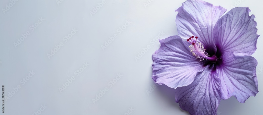 Aufkleber Hibiscus syriacus purple flower displayed on a white backdrop creates a striking visual with copy space image