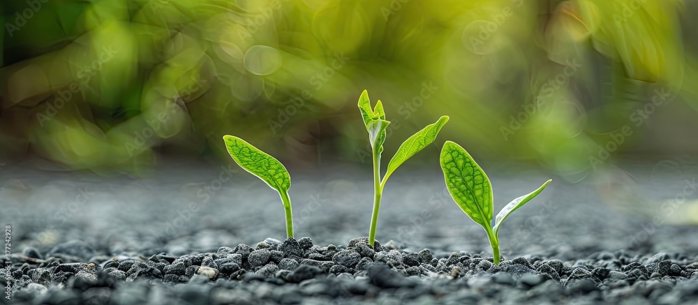 Poster Green weeds emerging through a gravel surface symbolize survival Ideal for text the copy space image captures this concept